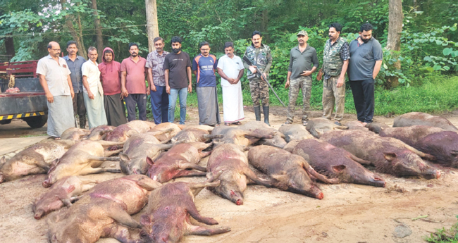 അ​മ​ര​മ്പ​ല​ത്ത്  കാ​ട്ടു​പ​ന്നി​ക​ളെ  വെ​ടി​വ​ച്ചുകൊ​ന്നു