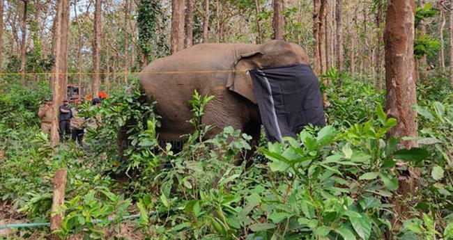 പിടി സെവൻ ലോറിയിൽ; ദൗത്യത്തിലെ രണ്ടാംഘട്ടം വിജയകരം