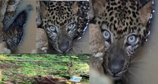 കി​ണ​റി​നു​ള്ളി​ൽ പു​ലി കു​ടു​ങ്ങി