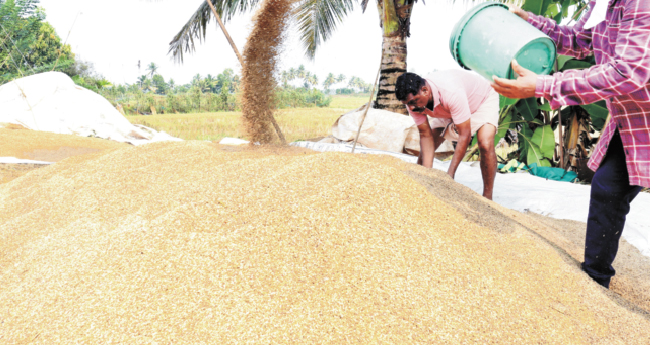 നെല്ലിന്‍റെ താങ്ങുവില വർധിപ്പിച്ചു