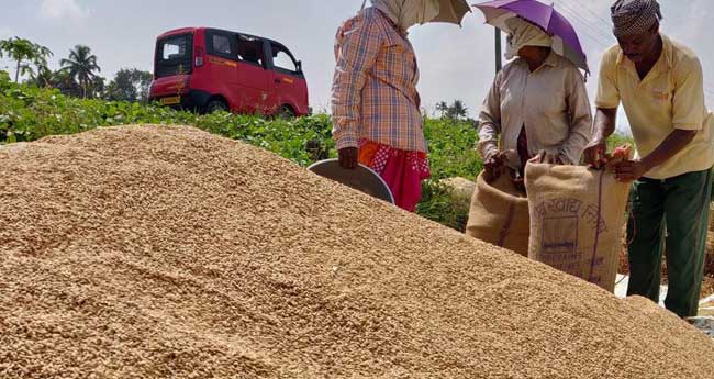 എസ്ബിഐ നെല്ലിന്‍റെ  പിആര്‍എസ് സ്വീകരിച്ചുതുടങ്ങി, വില വേഗത്തില്‍ ലഭ്യമാക്കണമെന്ന് നെല്‍കര്‍ഷകര്‍