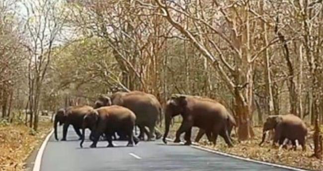 ഗ​വി റൂ​ട്ടി​ൽ ആ​ന​വ​ണ്ടി ത​ട​ഞ്ഞ് കാ​ട്ടാ​ന​ക്കൂ​ട്ടം
