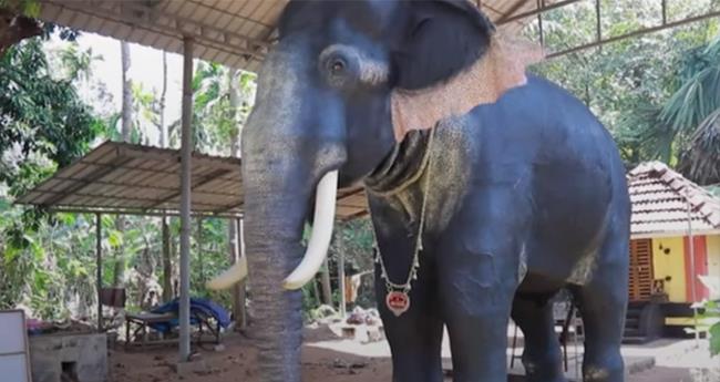ആ​ന​ക​ളെ എ​ഴു​ന്ന​ള്ളി​ക്കി​ല്ലെ​ന്നു സ​ത്യ​വാം​ഗ്‌​മൂ​ലം ന​ല്‍​കു​ന്ന​വ​ര്‍​ക്ക് റോ​ബോ ആ​ന​യു​മാ​യി പെ​റ്റ