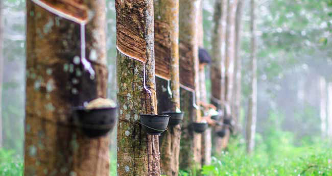 സ്ഥിരതയ്ക്കായി റബർ; പൊന്ന് തിളങ്ങി