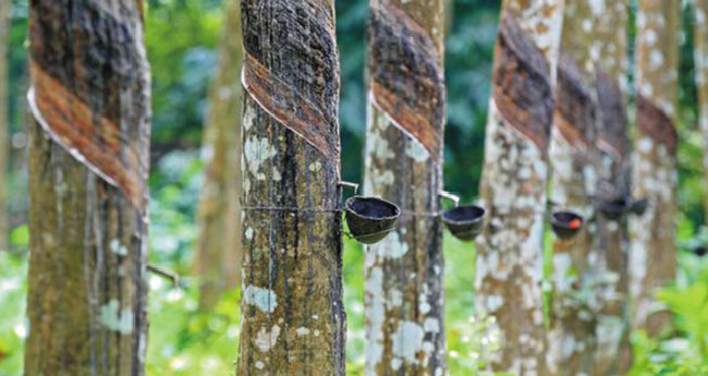 റബര്‍ ഉത്പാദനം ഒരു ലക്ഷം ടണ്‍ കുറയും; വില ഉയരാന്‍ സാധ്യത