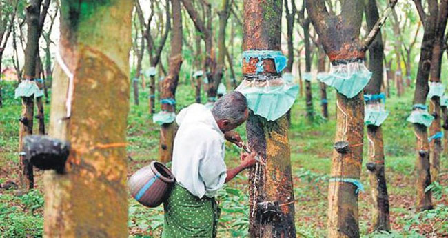 റബറിനു നഷ്ടം; ദീപാവലിയെ ഉറ്റുനോക്കി വെളിച്ചെണ്ണ