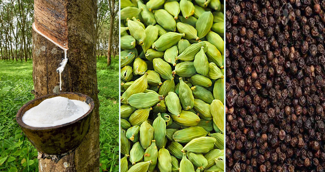 കുരുമുളക് സംഭരണം, വഴികള്‍ കഠിനം