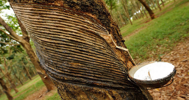 ര​​ക്ഷ തേ​​ടി റ​​ബ​​ർ