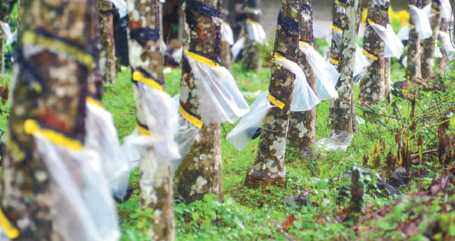 റ​​ബ​​റി​​ൽ പ്ര​​തീ​​ക്ഷ