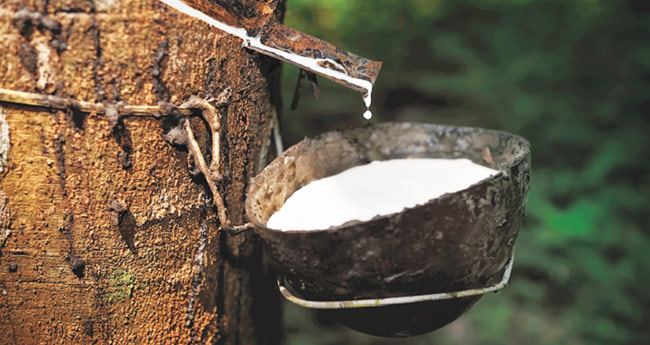 ആ​ഭ്യ​ന്ത​ര ഉ​ത്​പാ​ദ​നം  ചു​രു​ങ്ങി; റ​ബ​റി​നു ക്ഷാ​മം