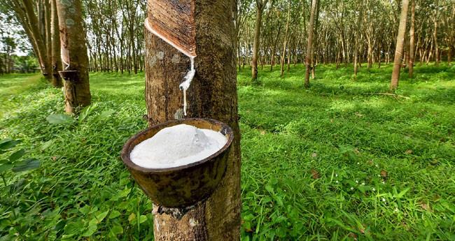 റ​ബ​ര്‍ വി​ല​യി​ൽ ഇ​ടി​വ്; കർഷകർ ആശങ്കയിൽ