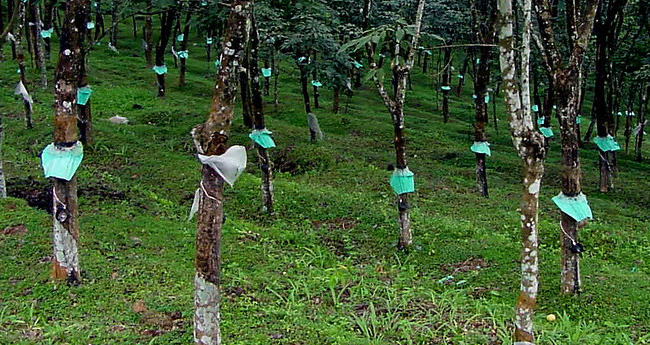 റബര്‍ മഴമറ, തുരിശടി  സഹായത്തിന് അനുമതി