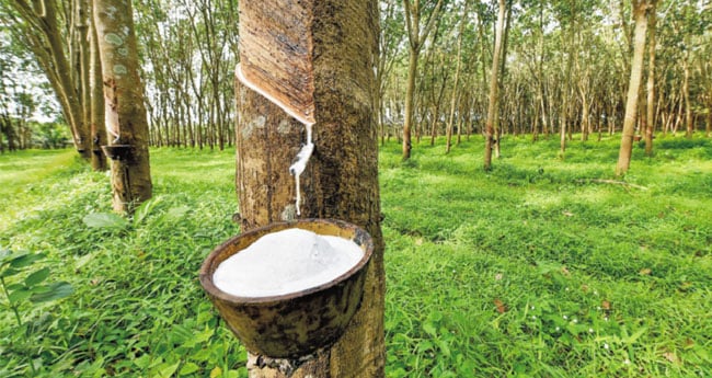 ആസിയാന്‍ കരാര്‍ റബര്‍ കര്‍ഷകർക്ക് കുരുക്ക്; നേട്ടം വന്‍കിട വ്യവസായികള്‍ക്ക്