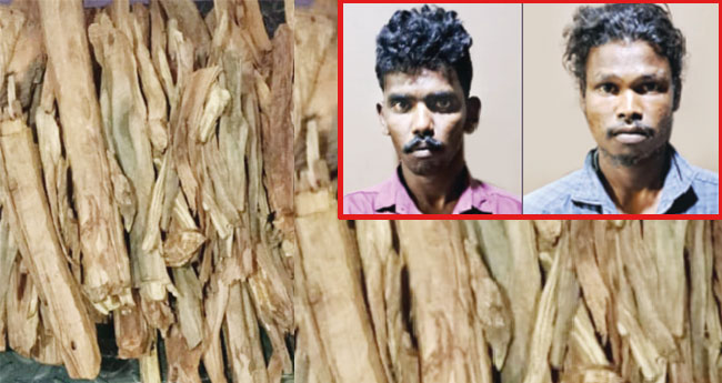 ച​ന്ദ​നം ക​ട​ത്തി​യ ര​ണ്ടു​പേ​ർ  മ​ണ്ണാ​ർ​ക്കാ​ട്ട് അ​റ​സ്റ്റി​ൽ