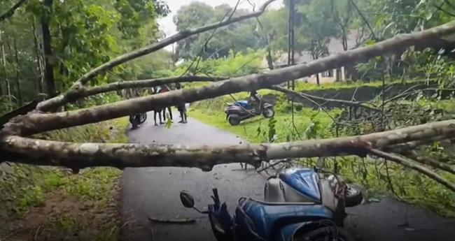 ചെ​റു​വ​ള്ളി എ​സ്റ്റേ​റ്റി​ൽ മ​രം വീ​ണ് തോ​ട്ടം തൊ​ഴി​ലാ​ളി മ​രി​ച്ചു