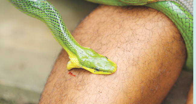 പാമ്പുകടിയേല്‍ക്കല്‍ ; കേന്ദ്ര നിര്‍ദേശത്തോടു  മുഖം തിരിച്ച് ആരോഗ്യവകുപ്പ്