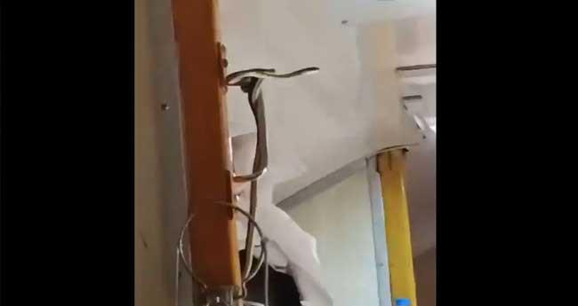 ട്രെ​യി​നി​ൽ പാ​മ്പ്; പേ​ടി​ച്ചു വി​റ​ച്ച് യാ​ത്ര​ക്കാ​ർ