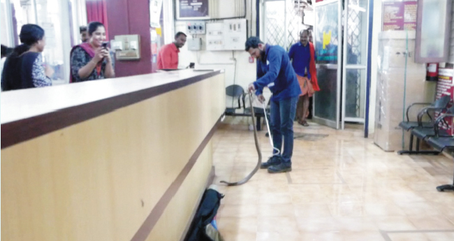 ബാ​ങ്കി​നു​ള്ളി​ൽ മൂ​ർ​ഖ​ൻ;  ഇ​ട​പാ​ടു​ക​ൾ ത​ട​സ​പ്പെ​ട്ടു