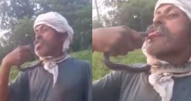 വൈ​റ​ലാ​കാ​ൻ പാ​മ്പി​നെ ചും​ബി​ച്ചു; ക​ർ​ഷ​ക​ൻ ഗു​രു​ത​രാ​വ​സ്ഥ​യി​ൽ