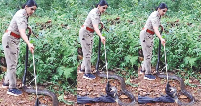 ഇതൊക്കെ എന്ത്!  പു​ഷ്പം​പോ​ലെ   രാ​ജ​വെ​മ്പാ​ല ചാ​ക്കി​ൽ