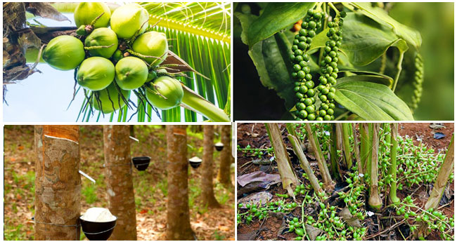 മ​​ഴ​​യി​​ൽ വിറങ്ങലിച്ച് കാ​​ർ​​ഷി​​കരംഗം;  റ​​ബ​​ർ വ്യാ​​പാ​​ര രം​​ഗം നി​​ശ്ച​​ലം