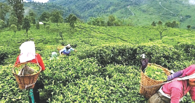 ഇ​​ന്ത്യ​​യു​​ടെ തേ​​യി​​ല ക​​യ​​റ്റു​​മ​​തി വ​​ർ​​ധി​​ച്ചു