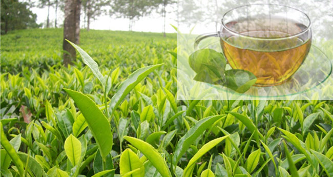 വിപണിയില്‍ ആവശ്യക്കാരേറി; തേയിലയ്ക്ക്‌  പ്രതീക്ഷ