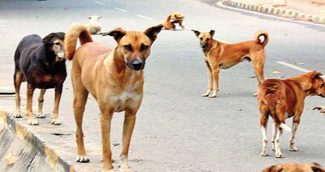 തെ​രു​വു​നാ​യ​യു​ടെ  ക​ടി​യേ​റ്റയാൾ മൂന്നാഴ്ചയ്ക്കു ശേഷം മരിച്ചു