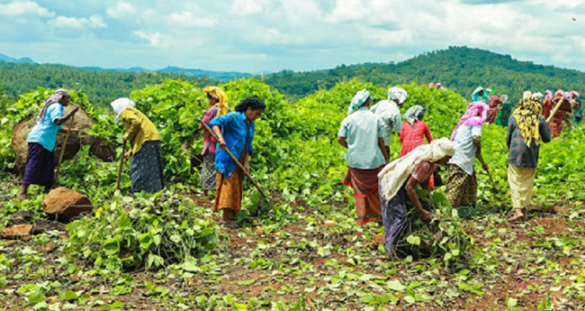എൽഡിഎഫ് തെരഞ്ഞെടുപ്പ് പ​​രി​​പാ​​ടി​​; പ​​ങ്കെ​​ടു​​ക്കാ​​ന്‍  തൊ​​ഴി​​ലു​​റ​​പ്പു തൊ​​ഴി​​ലാ​​ളി​​ക​​ള്‍ക്ക്   നി​​ര്‍ദേ​​ശം നല്കിയെന്ന് പരാതി