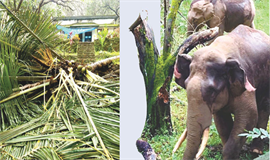 കാർഷിക സ്വപ്നങ്ങളുടെ തകർച്ച; അതിജീവന വെല്ലുവിളികൾ