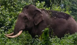 ആ​ദി​വാ​സി യു​വാ​വി​നെ കാ​ട്ടാ​ന ആ​ക്ര​മി​ച്ചു