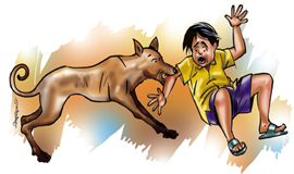 കോട്ടയം നഗരമധ്യത്തില്‍ തെരുവുനായ വിളയാട്ടം; ഏ​​​ഴു പേ​​​രെ  കടിച്ചു
