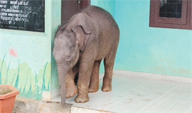 കൂ​ട്ടം​തെ​റ്റി കു​ട്ടി​യാ​ന  എ​ത്തി​യ​ത് സ്കൂ​ളിൽ