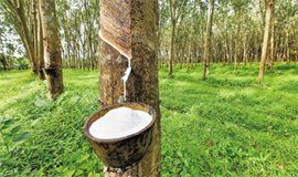 റബര്‍വില 205 രൂപയിലെത്തി