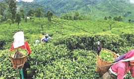 ഇ​​ന്ത്യ​​യു​​ടെ തേ​​യി​​ല ക​​യ​​റ്റു​​മ​​തി വ​​ർ​​ധി​​ച്ചു