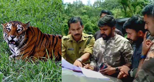 പ​ന​വ​ല്ലി​യി​ലെ ക​ടു​വ​യെ മ​യ​ക്കു​വെ​ടി വ​യ്ക്കാ​നു​ള്ള ശ്ര​മം ഇ​ന്നും തു​ട​രും