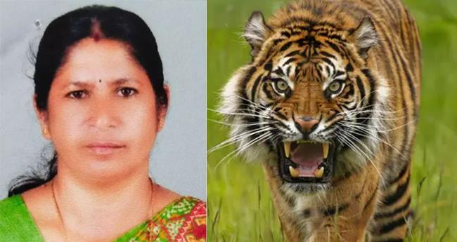 ന​ര​ഭോ​ജി ക​ടു​വ പ​ഞ്ചാ​ര​ക്കൊ​ല്ലി​യി​ൽ​ത​ന്നെ; വീ​ണ്ടും ക​ടു​വ​യെ ക​ണ്ടെ​ന്ന് നാ​ട്ടു​കാ​ർ