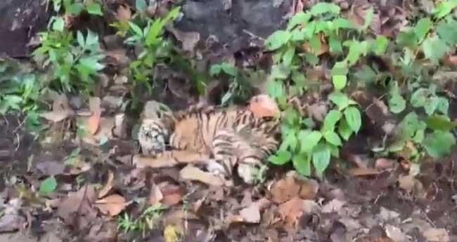 പ​ത്ത​നം​തി​ട്ടയിൽ അ​വ​ശ​നി​ല​യി​ല്‍ ക​ണ്ടെ​ത്തി​യ ക​ടു​വ ച​ത്തു