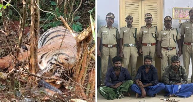 കാ​ട്ടു​പ​ന്നി​ക്കു വ​ച്ച കെ​ണി​യി​ൽ കു​ടു​ങ്ങി ക​ടു​വ ച​ത്തു; മൂ​ന്നു​പേ​ർ അ​റ​സ്റ്റി​ൽ