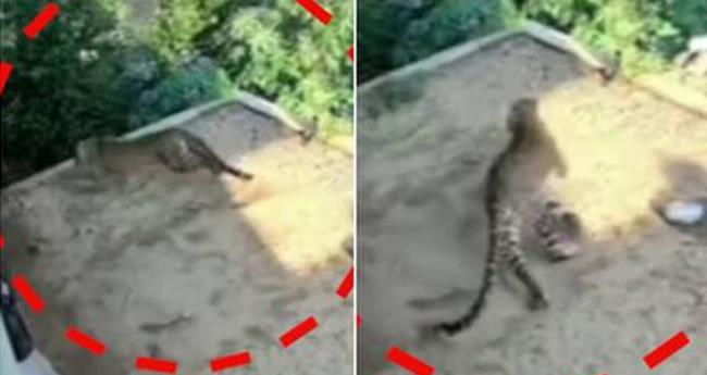 മു​റ്റ​ത്ത് ക​ളി​ച്ചു കൊ​ണ്ടി​രു​ന്ന കു​ട്ടി​യു​ടെ സ​മീ​പ​ത്ത് പു​ലി; ഞ​ടു​ക്കു​ന്ന ദൃ​ശ്യ​ങ്ങ​ൾ പു​റ​ത്ത്