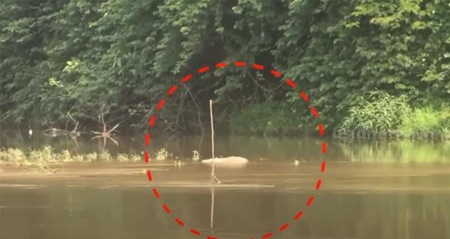 അ​ച്ച​ന്‍​കോ​വി​ലാ​റ്റി​​ല്‍ ക​ടു​വ​യു​ടെ ജ​ഡം ക​ണ്ടെ​ത്തി