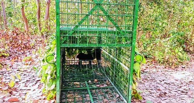 വ​ണ്ടി​പ്പെ​രി​യാ​റി​ൽ കൂ​ട് എ​ത്തി; ഇ​നി പു​ലി വ​ന്നാ​ൽ മ​തി