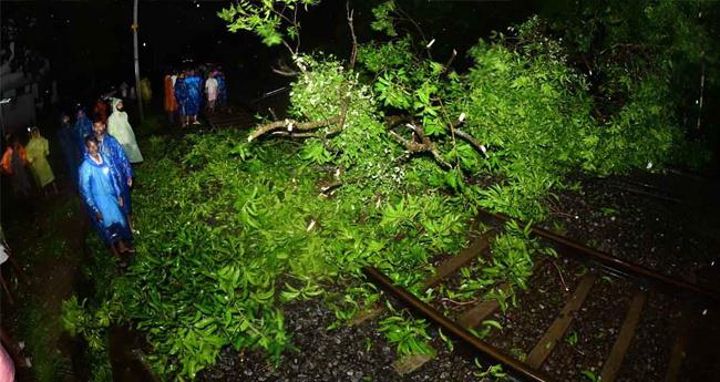 ട്രാ​ക്കി​ൽ മ​രം​വീ​ണു; ട്രെ​യി​ൻ ഗ​താ​ഗ​തം താ​റു​മാ​റാ​യി