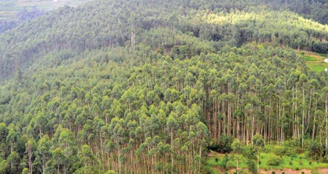 യൂ​ക്കാ​ലി​പ്റ്റ​സിനെ വീണ്ടും കാടുകയറ്റുന്നു