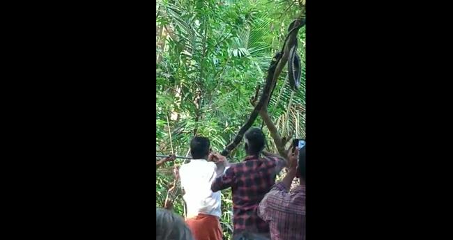 സ്വകാര്യ വ്യക്തിയുടെ പറമ്പിൽ നിന്നും രാജവെമ്പാലയെ പിടികൂടി