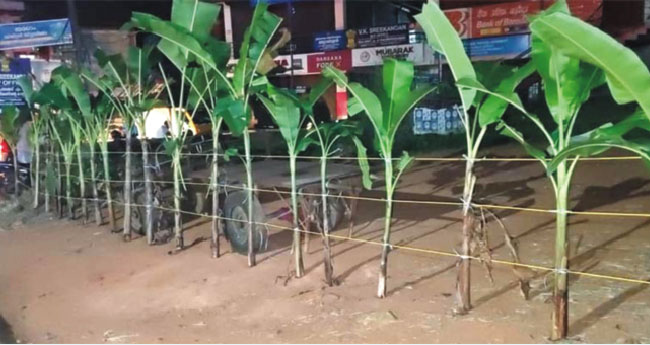 നവകേരള സദസ് വേ​ദി​ക്ക​രി​കി​ൽ  21 വാ​ഴ​ വ​ച്ച് കോ​ണ്‍​ഗ്ര​സ് പ്ര​തി​ഷേ​ധം