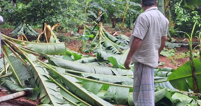 മ​ഴ ത​ക​ർ​ത്ത​ത്  4,651 ഹെ​ക്‌ടർ കൃ​ഷി ; ന​​​​ഷ്ടം 100 കോ​​​​ടി​​​ കടന്നു