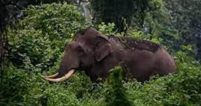 അ​ട്ട​പ്പാ​ടി​യി​ൽ കാ​ട്ടാ​ന​യാ​ക്ര​മ​ണം; മേ​യാ​ൻ​വി​ട്ട കാ​ള​യെ ആ​ന കു​ത്തി​ക്കൊ​ന്നു