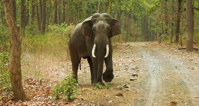 മ​ല​പ്പു​റ​ത്ത് കാ​ട്ടാ​ന​യു​ടെ ആ​ക്ര​മ​ണ​ത്തി​ൽ ആ​ദി​വാ​സി യു​വാ​വി​ന് പ​രി​ക്ക്
