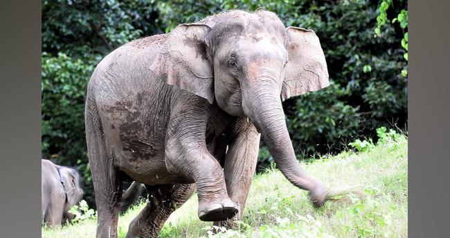 മ​ധ്യ​പ്ര​ദേ​ശി​ൽ 48 മ​ണി​ക്കൂ​റി​നി​ടെ എ​ട്ട് കാ​ട്ടാ​ന​ക​ൾ ച​ത്തു